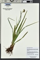 Carex raynoldsii image