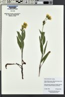 Arnica chamissonis image