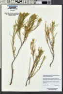 Ericameria parryi image