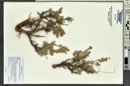 Artemisia tridentata subsp. vaseyana image