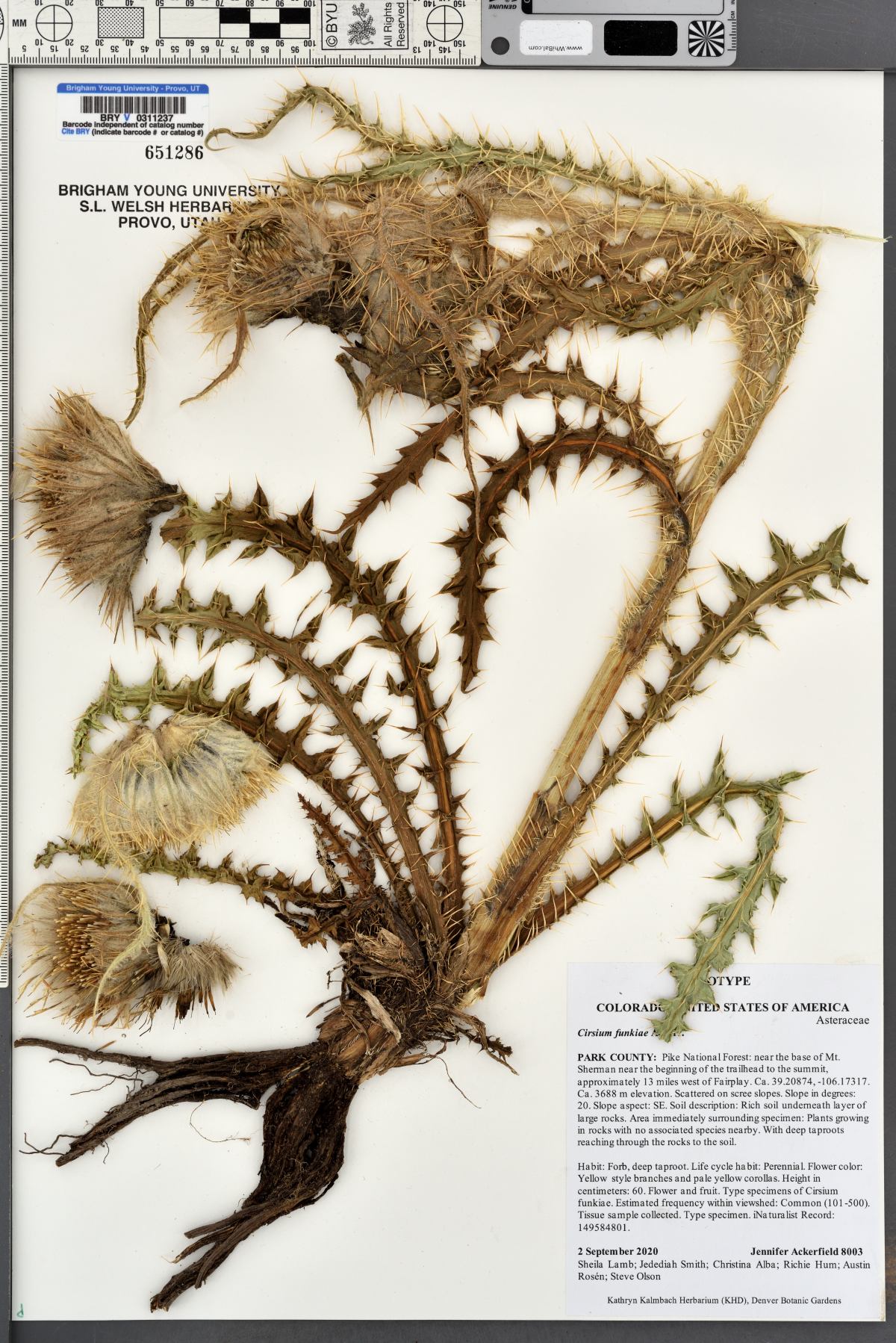 Cirsium funkiae image