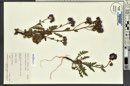 Phacelia crenulata image