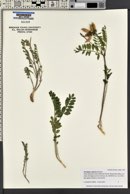 Astragalus cibarius image