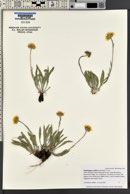 Pyrrocoma uniflora var. uniflora image