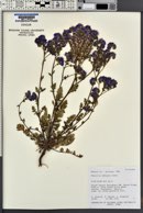 Phacelia crenulata image