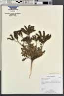 Phacelia crenulata image