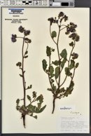 Phacelia crenulata var. ambigua image