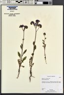 Phacelia crenulata image