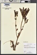 Phacelia crenulata image