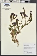 Phacelia crenulata var. ambigua image