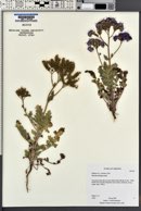 Phacelia crenulata var. ambigua image