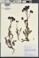 Phacelia crenulata image