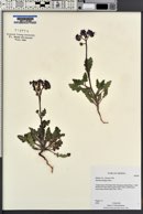 Phacelia crenulata image