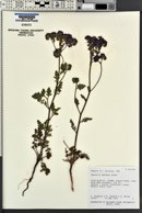 Phacelia crenulata var. ambigua image