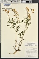 Astragalus australis image