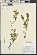 Astragalus australis image