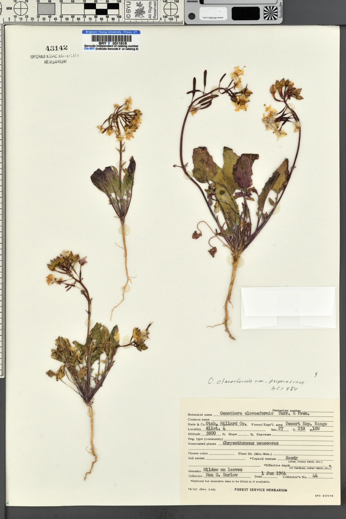 Chylismia claviformis var. purpurascens image