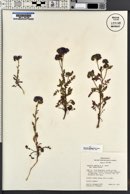 Phacelia crenulata var. ambigua image