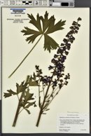 Delphinium occidentale image