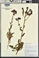 Phacelia crenulata var. ambigua image