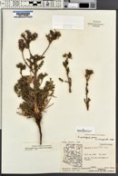 Phacelia crenulata var. ambigua image