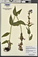 Penstemon watsonii image