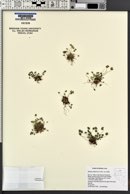 Marsilea vestita image
