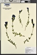 Gentiana affinis image