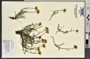 Pyrrocoma linearis image