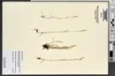 Bromus hordeaceus image