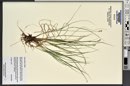 Carex interior image