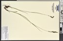 Melica spectabilis image