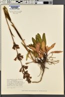 Penstemon subglaber image