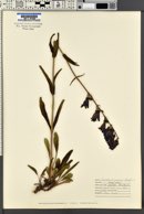 Penstemon subglaber image