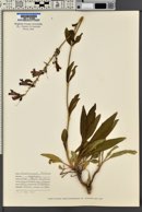 Penstemon subglaber image