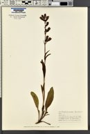 Penstemon whippleanus image