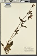 Penstemon whippleanus image