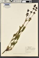 Penstemon rydbergii image