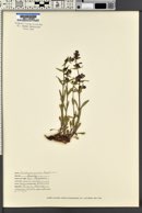 Penstemon humilis image