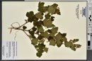 Physocarpus malvaceus image
