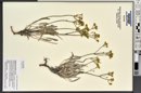Eriogonum brevicaule image