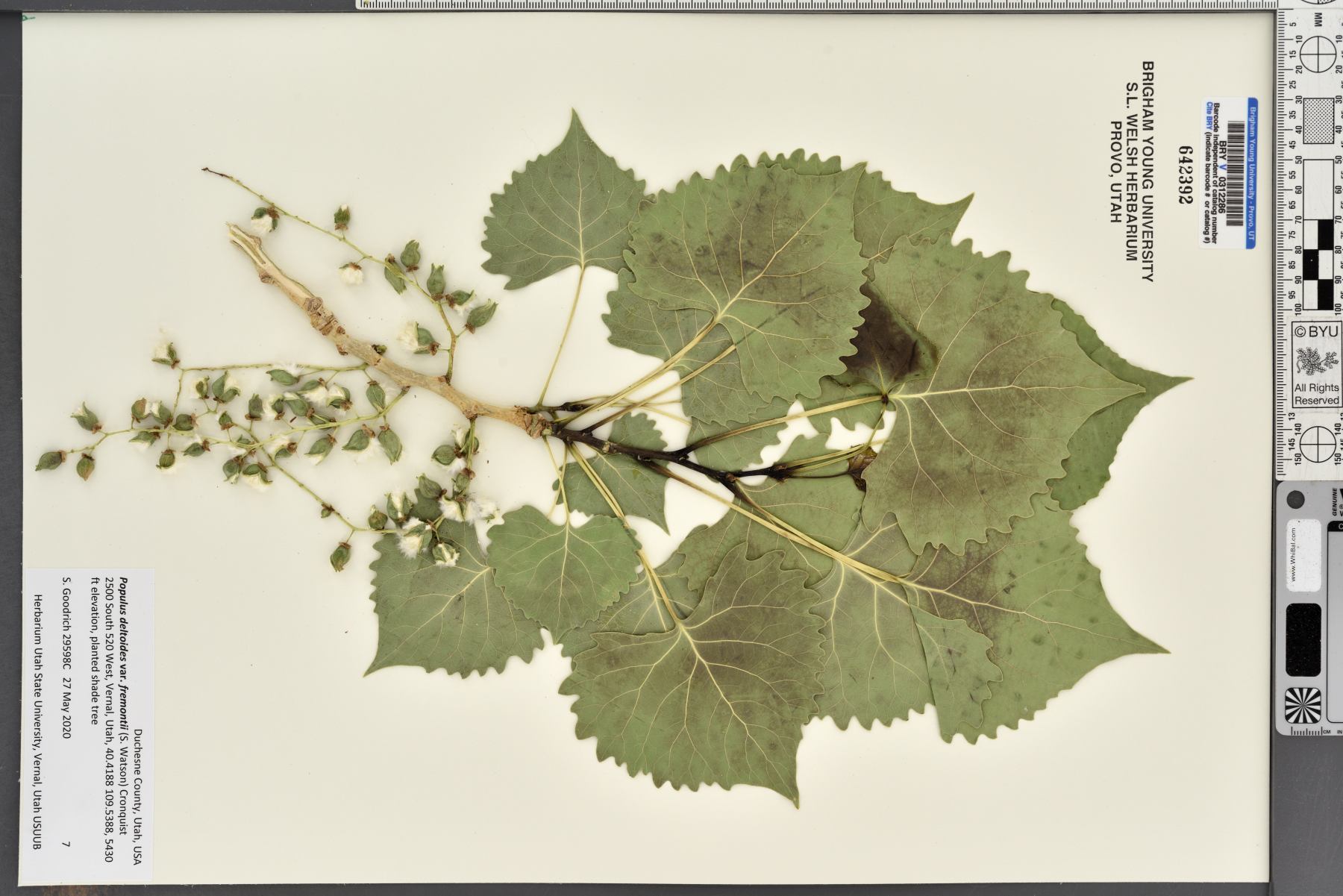 Populus deltoides var. fremontii image