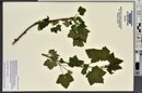 Ribes hudsonianum image