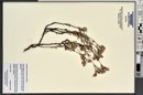 Eriogonum microtheca image
