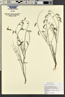Astragalus atratus image