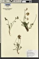 Astragalus salmonis image