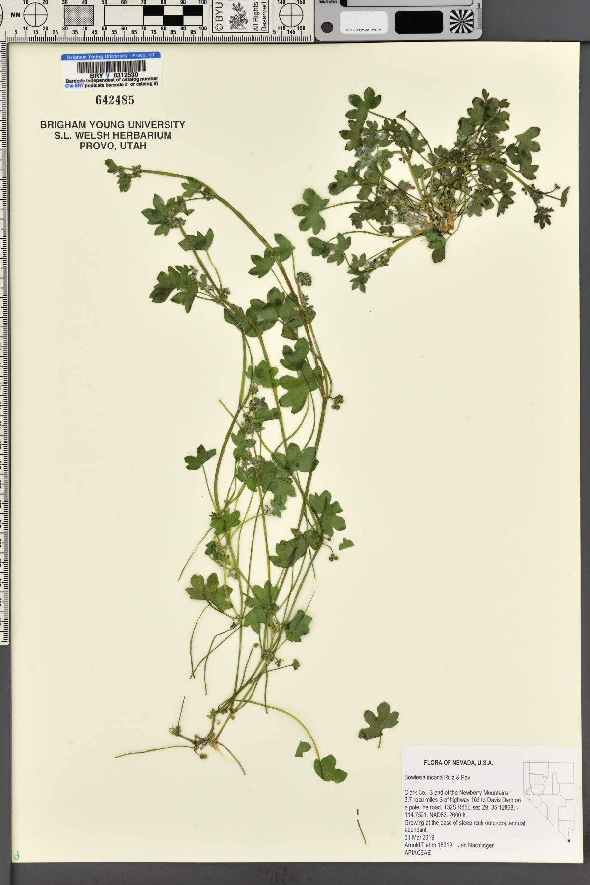 Bowenia image