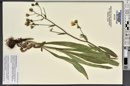 Hieracium scouleri image
