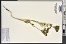 Lomatium ambiguum image