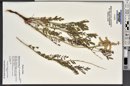 Hedysarum boreale subsp. boreale image